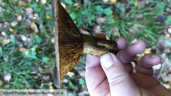 Lactarius necator