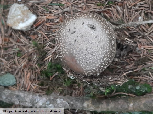 Amanita rubescens