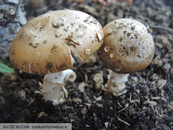 Amanita subfraudulenta