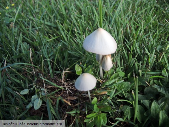 Conocybe apala