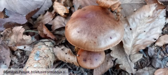 Tricholoma pessundatum