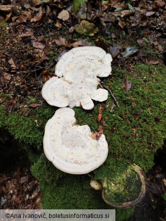 Trametes gibbosa f. hirsuta