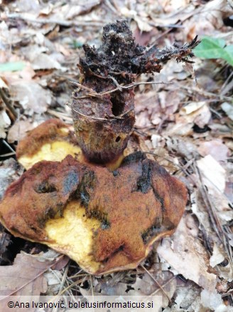 Neoboletus erythropus