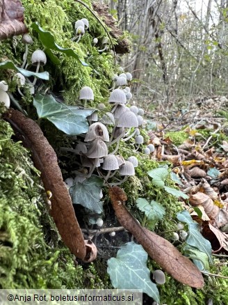 Coprinellus disseminatus