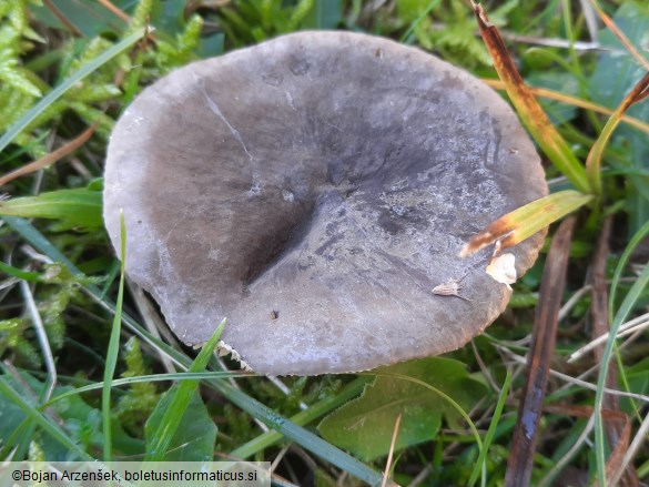 Lactarius picinus