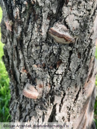 Phellinus pomaceus