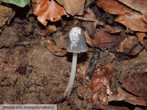 Coprinopsis episcopalis