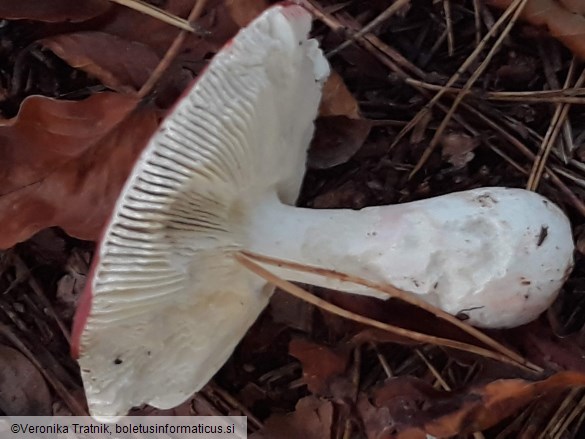 Russula lepida