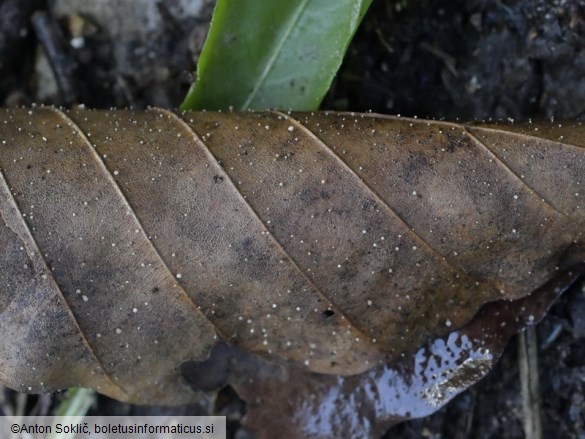 Hymenoscyphus albopunctus