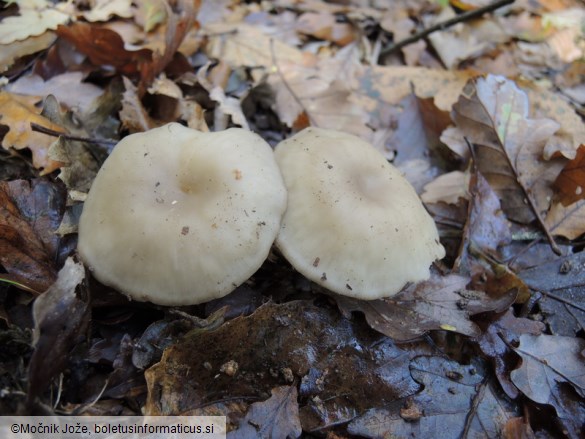 Clitocybe subspadicea