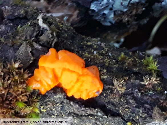 Tremella mesenterica