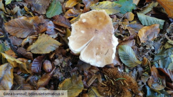 Boletus reticulatus