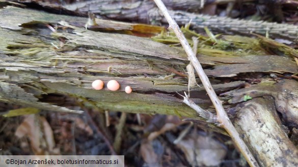 Lycogala epidendrum