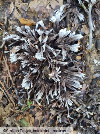 Thelephora anthocephala