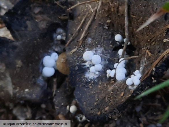 Asterophora lycoperdoides