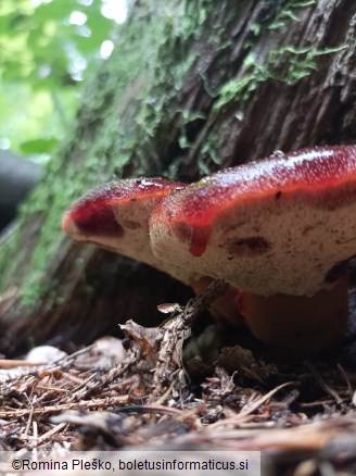 Fistulina hepatica