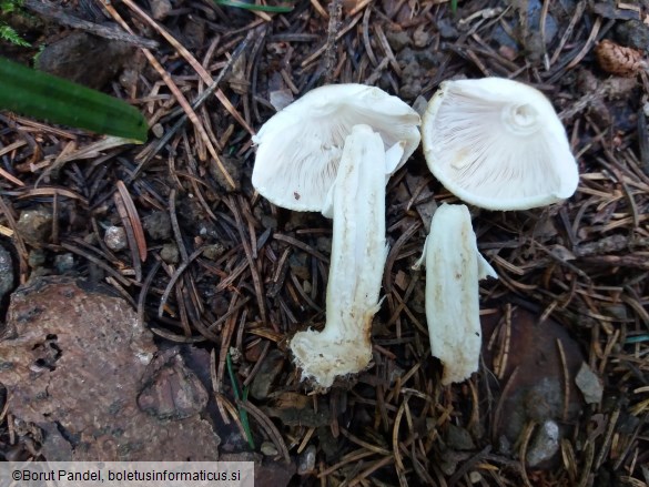 Agaricus silvicola