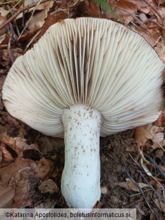 Russula nigricans