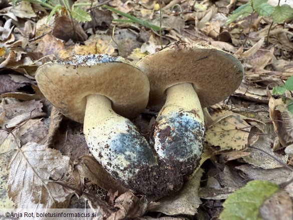 Gyroporus cyanescens