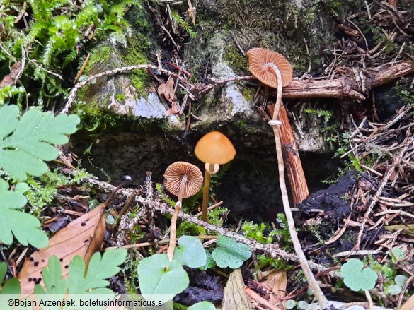 Conocybe vexans