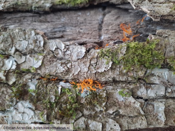 Calocera cornea