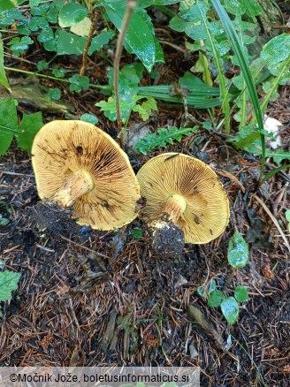 Cortinarius splendens