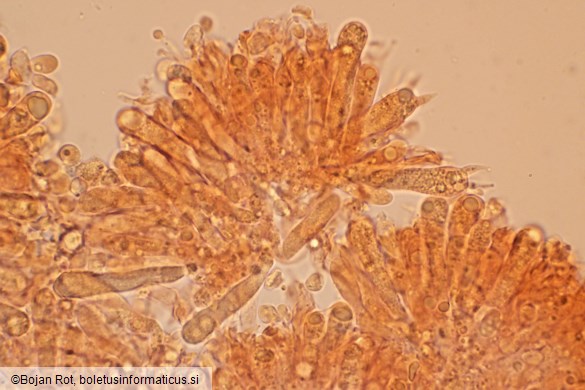 Pseudoporpoloma pes-caprae