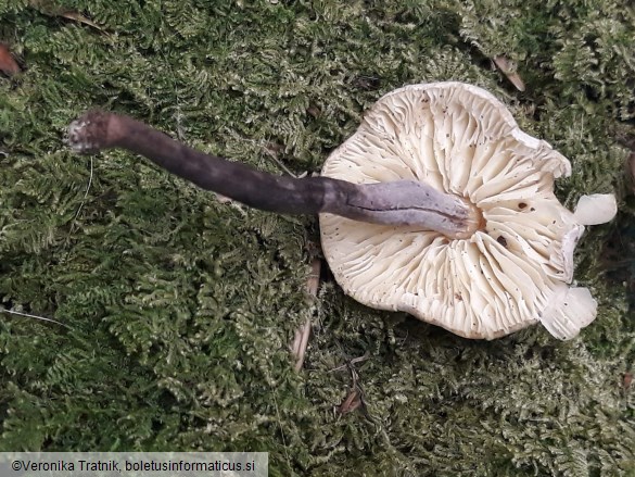 Cystolepiota bucknallii