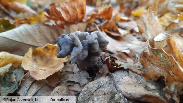 Helvella lacunosa