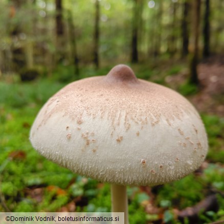 Macrolepiota mastoidea