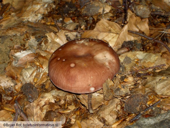 Russula vesca