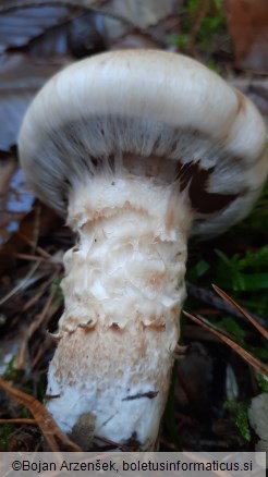 Hebeloma radicosum