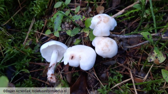 Rhodocollybia maculata