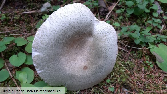 Russula virescens