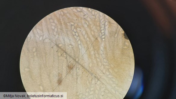 Lasiobolus ciliatus