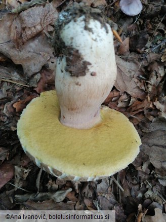 Boletus reticulatus