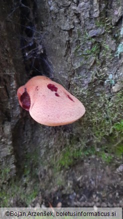 Fistulina hepatica