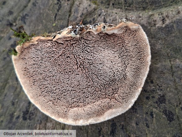 Hapalopilus nidulans