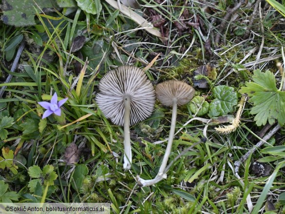 Entoloma querquedula