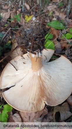 Infundibulicybe geotropa