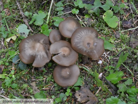 Entoloma sericeum