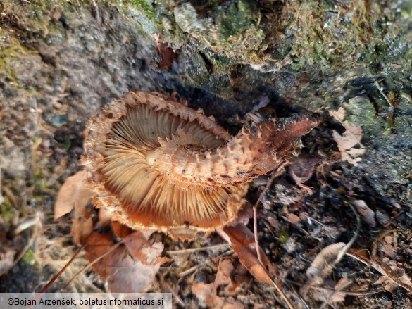 Pholiota squarrosa