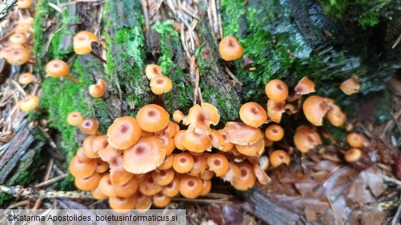 Xeromphalina campanella