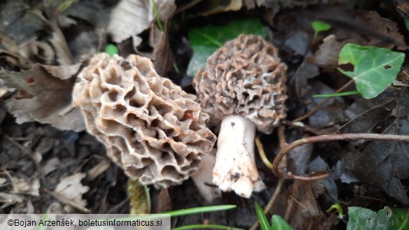 Morchella esculenta