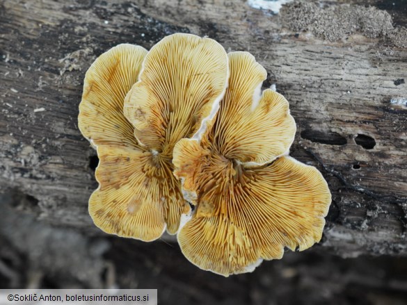 Crepidotus macedonicus