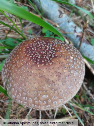 Amanita rubescens