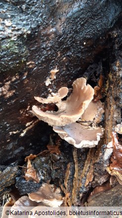 Pleurotus ostreatus