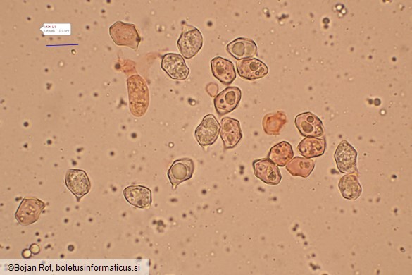 Entoloma violaceoserrulatum