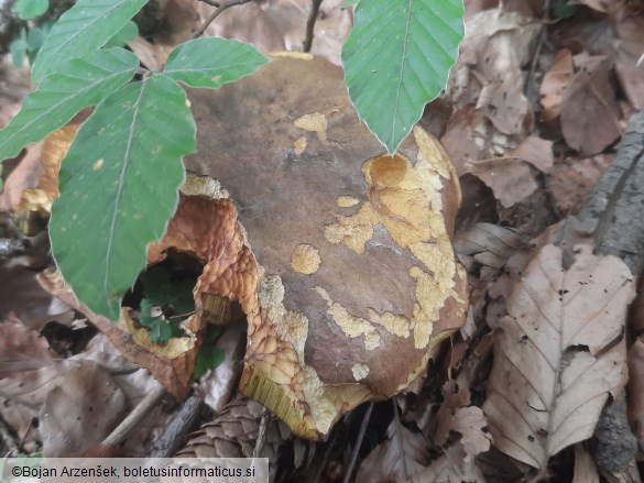 Boletus erythropus