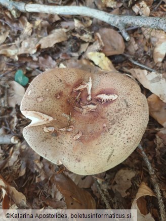 Amanita rubescens